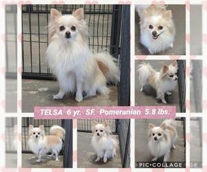 Pomeranian Dogs for adoption in Mesa, AZ, USA
