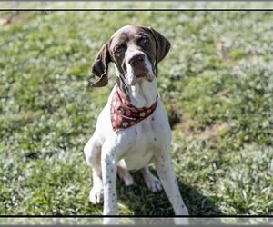 German Shorthaired Pointer Dogs for adoption in Placerville, CA, USA