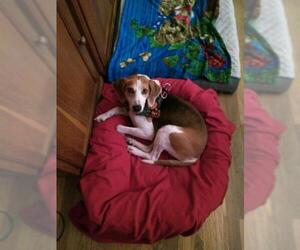 English Foxhound-Unknown Mix Dogs for adoption in Harrisburg, PA, USA