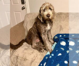 Poodle (Standard)-Unknown Mix Dogs for adoption in Ogden, UT, USA