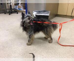 Mutt Dogs for adoption in Riverside, CA, USA