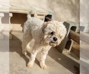 Shih-Poo Dogs for adoption in Apple Valley, CA, USA