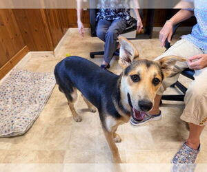 German Shepherd Dog-Unknown Mix Dogs for adoption in Raleigh, NC, USA