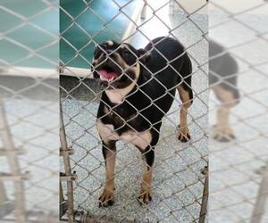 Boxweiler Dogs for adoption in Salisbury, NC, USA
