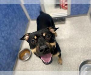 Rottweiler-Staffordshire Bull Terrier Mix Dogs for adoption in Fort Collins, CO, USA