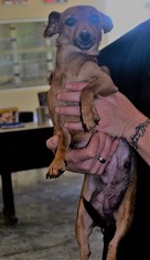 Dachshund Dogs for adoption in Rockwall, TX, USA