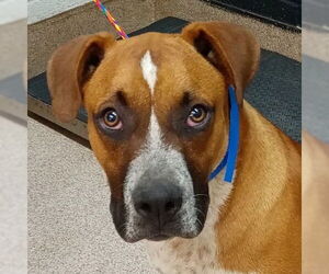 Boxer-Unknown Mix Dogs for adoption in Canton, CT, USA