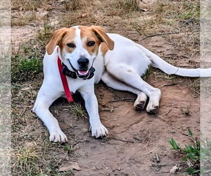 Labrador Retriever-Unknown Mix Dogs for adoption in Alexander, AR, USA