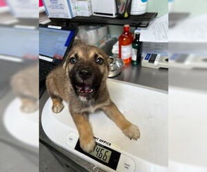 German Shepherd Dog Dogs for adoption in Stockton, CA, USA