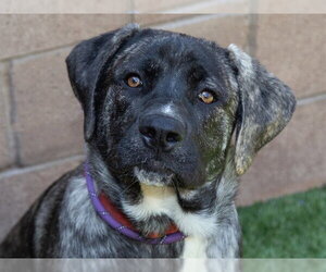 Mastiff-Unknown Mix Dogs for adoption in Moreno Valley, CA, USA