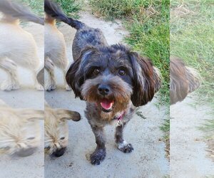 Maltipoo Dogs for adoption in Temecula, CA, USA