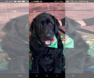 Labradoodle Dogs for adoption in pomfret, CT, USA