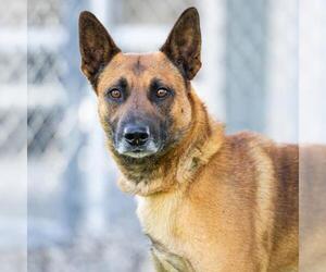 Mutt Dogs for adoption in Camarillo, CA, USA