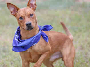 Labrottie Dogs for adoption in Tallahassee, FL, USA