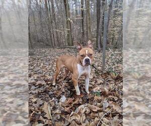 Bull-Boxer Dogs for adoption in Mooresville, NC, USA