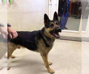 German Shepherd Dog Dogs for adoption in Riverside, CA, USA