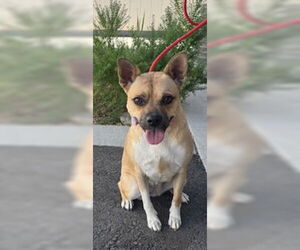 Chug Dogs for adoption in Lathrop, CA, USA