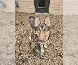 German Shepherd Dog-Siberian Husky Mix Dogs for adoption in London, Ontario, Canada
