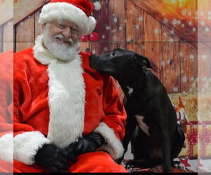 German Shepherd Dog Dogs for adoption in Westminster, MD, USA