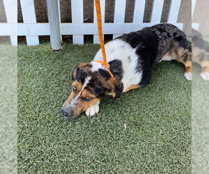 Catahoula Leopard Dog-Unknown Mix Dogs for adoption in Modesto, CA, USA