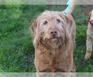 Labrador Retriever Dogs for adoption in Clovis, CA, USA