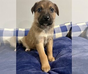 Mutt Dogs for adoption in Alexandria, KY, USA