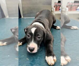 Labrador Retriever-Unknown Mix Dogs for adoption in Mobile, AL, USA