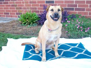 Chinese Shar-Pei-German Shepherd Dog Mix Dogs for adoption in Albemarle, NC, USA