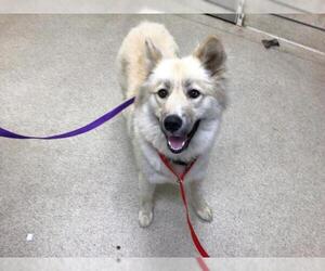 Siberian Husky-Unknown Mix Dogs for adoption in Riverside, CA, USA
