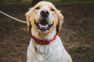 Golden Retriever Dogs for adoption in Junction Cityu, OR, USA