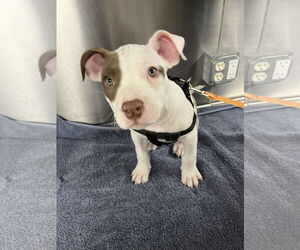American Pit Bull Terrier-Unknown Mix Dogs for adoption in Rowlett, TX, USA