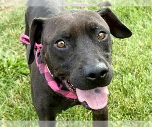 American Pit Bull Terrier-Unknown Mix Dogs for adoption in Pueblo, CO, USA