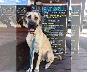 Anatolian Shepherd Dogs for adoption in Higley, AZ, USA