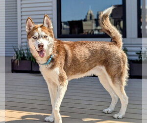 Siberian Husky-Unknown Mix Dogs for adoption in Springdale, PA, USA