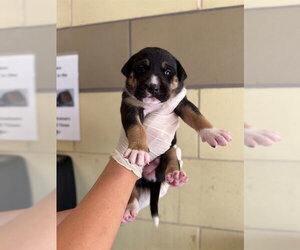 German Shepherd Dog-Unknown Mix Dogs for adoption in Riverside, CA, USA