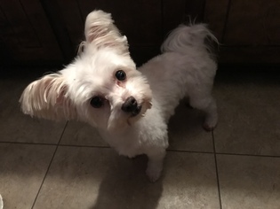 maltese and papillon mix for sale near me