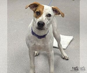 Labrador Retriever-Unknown Mix Dogs for adoption in Washington, DC, USA