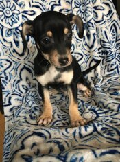 Medium Photo #1 Chiweenie Puppy For Sale in Redding, CA, USA