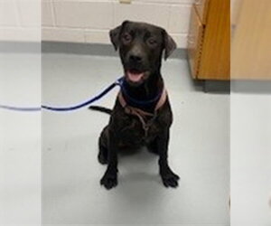 Labrador Retriever Dogs for adoption in St. Cloud, FL, USA