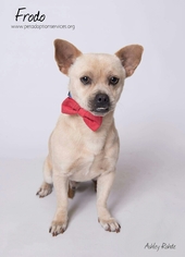 Medium Photo #1 Chug Puppy For Sale in Kenner, LA, USA