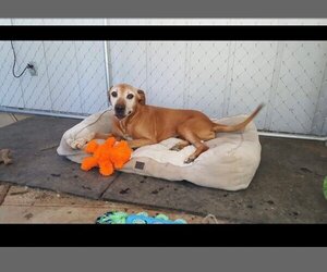 Labrador Retriever-Unknown Mix Dogs for adoption in Hayward, CA, USA