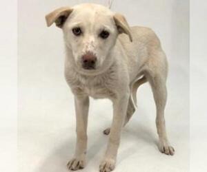 Labrador Retriever Dogs for adoption in Show Low, AZ, USA