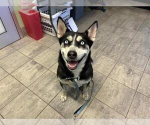 Siberian Husky-Unknown Mix Dogs for adoption in Grand Prairie, TX, USA