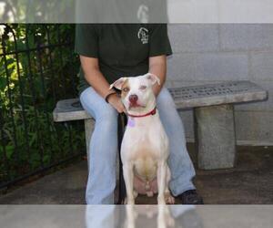 American Pit Bull Terrier-Unknown Mix Dogs for adoption in Zanesville, OH, USA