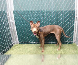 Mutt Dogs for adoption in Downey, CA, USA