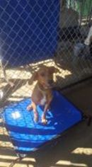 Medium Photo #1 Redbone Coonhound-Unknown Mix Puppy For Sale in Baraboo, WI, USA