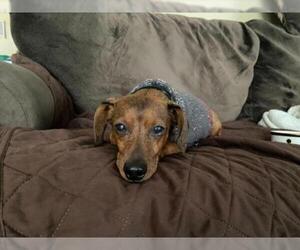 Dachshund Dogs for adoption in Crystal , MN, USA