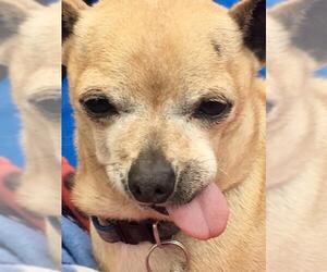 Chihuahua Dogs for adoption in Victorville, CA, USA