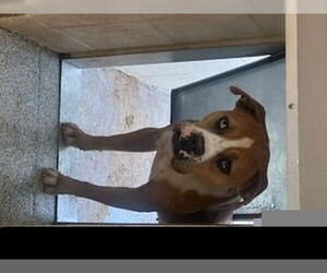 Boxer-Unknown Mix Dogs for adoption in Houston, TX, USA