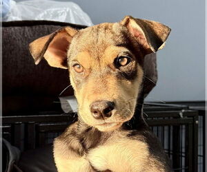 Mutt Dogs for adoption in Jefferson, NJ, USA